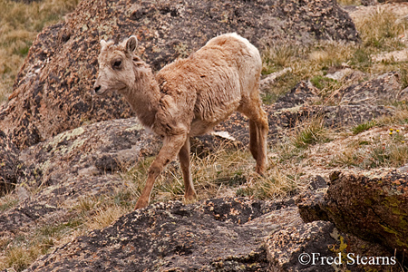Mount Evans Big Horn Sheep Ewe